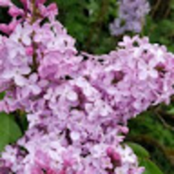 Meet your Posher, Makenna - Picture 1 of 1